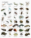 1000 назв тварин - Джесіка Грінвел, Ніккі Дайсон (Z104006У) - Pampik - 2