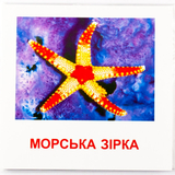 Карточки мини Зірка Морские жители 11х11 см (286286) - Pampik - 4