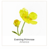 Гель для обличчя Onagrine ніжний очищувальний 200 мл (P01512) - Pampik - 3