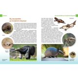 Енциклопедія для допитливих Талант Хижаки - Гапченко О. В. (9789669355874) - Pampik - 4