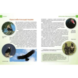 Енциклопедія для допитливих Талант Хижаки - Гапченко О. В. (9789669355874) - Pampik - 5