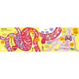 Велика книга про тіло - Мінна Лейсі (9786177688098) - Pampik - 5