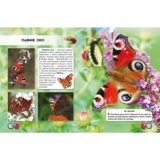 Фотоенциклопедія Світ навколо нас. Комахи (F00020900) - Pampik - 2