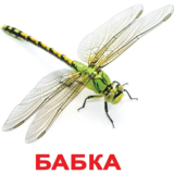 Карточки Домана Вундеркинд с пеленок Насекомые, 20 карточек, укр. язык (2100064096525) - Pampik - 3