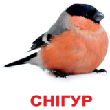 Картки Домана Вундеркінд з пелюшок Птахи, 20 карток, укр. мова (2100064096532) - Pampik