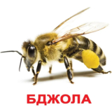 Карточки Домана Вундеркинд с пеленок Насекомые, 20 карточек, укр. язык (2100064096525) - Pampik - 2