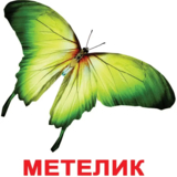 Карточки Домана Вундеркинд с пеленок Насекомые, 20 карточек, укр. язык (2100064096525) - Pampik