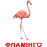 Картки Домана Вундеркінд з пелюшок Птахи, 20 карток, укр. мова (2100064096532) - Pampik - 2