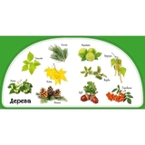 50 перших слів. Дивимось і запам'ятовуємо. Рослини - Жученко М.С. - Pampik - 3