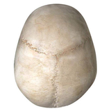 Об'ємна модель 4D Master Череп людини, 17 деталей (FM-626111) - Pampik - 6