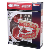 Об'ємна анатомічна модель 4D Master Зубний ряд людини, 41 деталь (FM-626015) - Pampik