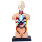 Об'ємна модель 4D Master Тулуб людини, 32 деталі (FM-626003) - Pampik - 3