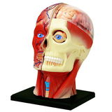 Об'ємна анатомічна модель 4D Master Голова людини, 14 деталей (FM-626103) - Pampik - 2