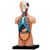 Об'ємна модель 4D Master Тулуб людини, 32 деталі (FM-626003) - Pampik - 2