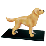 Объемная анатомическая модель 4D Master Собака золотистый ретривер, 30 деталей (FM-622007) - Pampik - 2