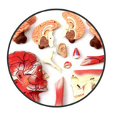 Об'ємна анатомічна модель 4D Master Голова людини, 14 деталей (FM-626103) - Pampik - 3