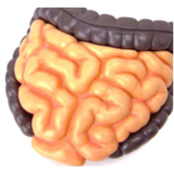 Об'ємна модель 4D Master Тулуб людини, 32 деталі (FM-626003) - Pampik - 8