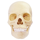 Об'ємна модель 4D Master Череп людини, 17 деталей (FM-626111) - Pampik - 3