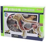 Объемная анатомическая модель 4D Master Собака золотистый ретривер, 30 деталей (FM-622007) - Pampik