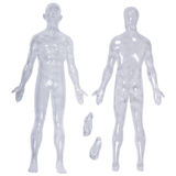 Об'ємна модель 4D Master Тіло людини, прозоре, 60 деталей (FM-626204) - Pampik - 5