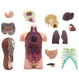 Об'ємна модель 4D Master Тулуб людини, 32 деталі (FM-626003) - Pampik - 6