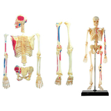 Об'ємна модель 4D Master Скелет людини, 46 деталей (FM-626011) - Pampik - 4