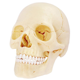 Об'ємна модель 4D Master Череп людини, 17 деталей (FM-626111) - Pampik - 2