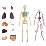 Об'ємна модель 4D Master Тіло людини, прозоре, 60 деталей (FM-626204) - Pampik - 6