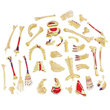 Об'ємна модель 4D Master Скелет людини, 46 деталей (FM-626011) - Pampik - 5