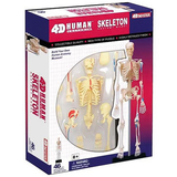 Об'ємна модель 4D Master Скелет людини, 46 деталей (FM-626011) - Pampik