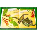 Арт-енциклопедія для дітей. Гніздо галасливе - Астон Гуттс Діанна - Pampik - 6