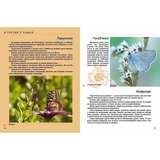 Енциклопедія для допитливих. Комахи та інші - Жабська Т. С. - Pampik - 5