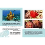 Енциклопедія для допитливих. Комахи та інші - Жабська Т. С. - Pampik - 3