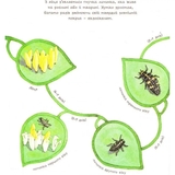 Арт-енциклопедія для дітей. Жук полохливий - Астон Гуттс Діанна - Pampik - 5