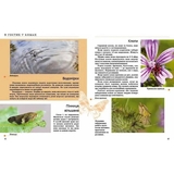 Енциклопедія для допитливих. Комахи та інші - Жабська Т. С. - Pampik - 2