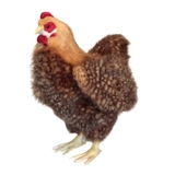 Мягкая игрушка Hansa Курица, 35 см (4588) - Pampik