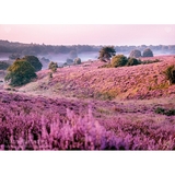 Пазл Tactic Болота, покрытые вереском, 1000 элементов (56750) - Pampik - 2