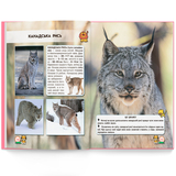 Фотоенциклопедія. Світ навколо нас. Великі кішки (F00021260) - Pampik - 10