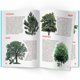 Світ навколо нас. Велика книжка. Рослинний світ України (F00012692) - Pampik - 4