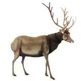 М'яка іграшка Hansa Олень, висота 200 см (5979) - Pampik